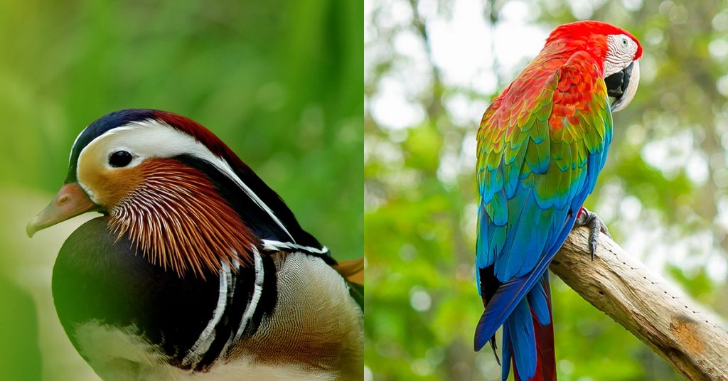 bright and catchy image of birds