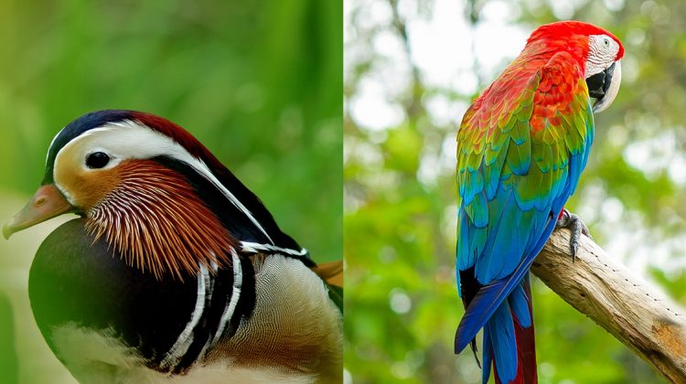 bright and catchy image of birds